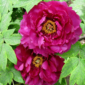 Shimadaijin Tree Peony flowers