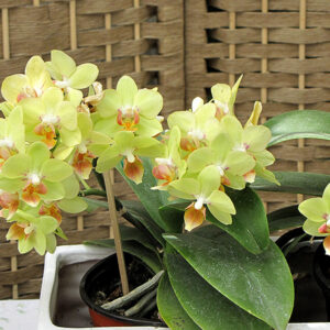 Hybrid Moth Orchid in bloom