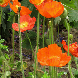 Iceland Poppy flowers