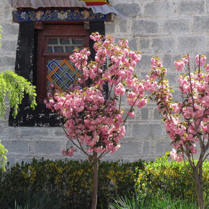 Japanese Flowering Cherry in bloom