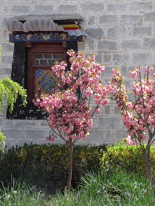Japanese Flowering Cherry in bloom