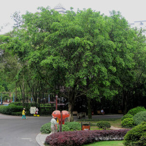 Weeping Fig