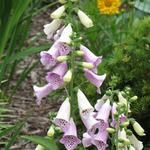 Foxy Foxglove flowers
