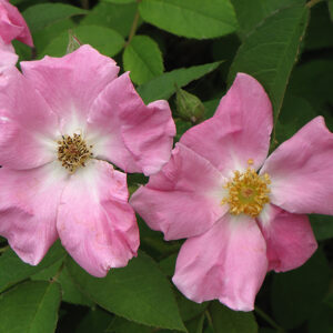 Rugosa Rose flowers