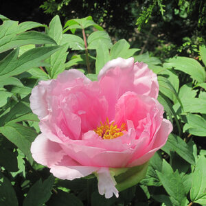 Hanakisoi Tree Peony flowers