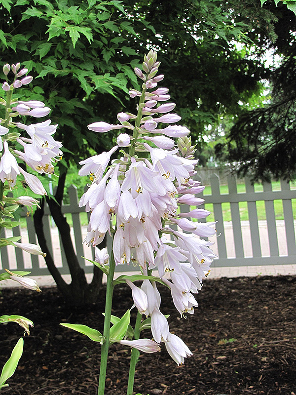 Key West Hosta flowers