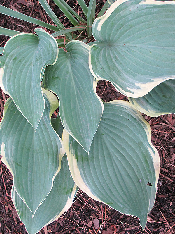 Regal Splendor Hosta foliage
