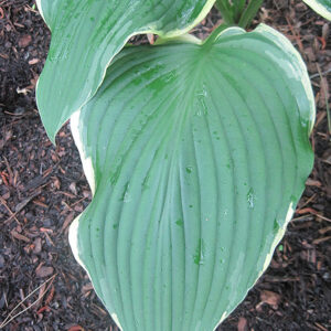 Yellow River Hosta foliage