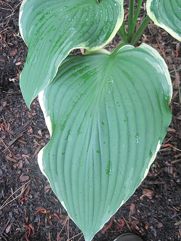 Yellow River Hosta foliage