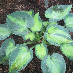 Heat Wave Hosta