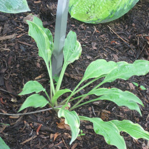 Glory Hallelujah Hosta