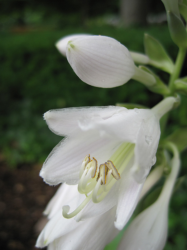 Frances Williams Hosta flowers