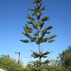Norfolk Island Pine