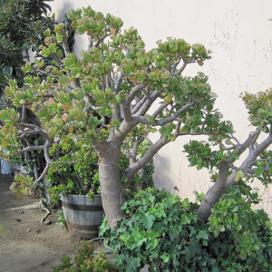 Jade Plant