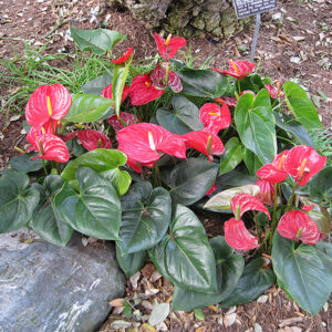 Anthurium flowers
