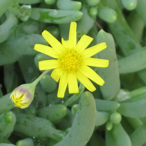 Little Pickles flowers