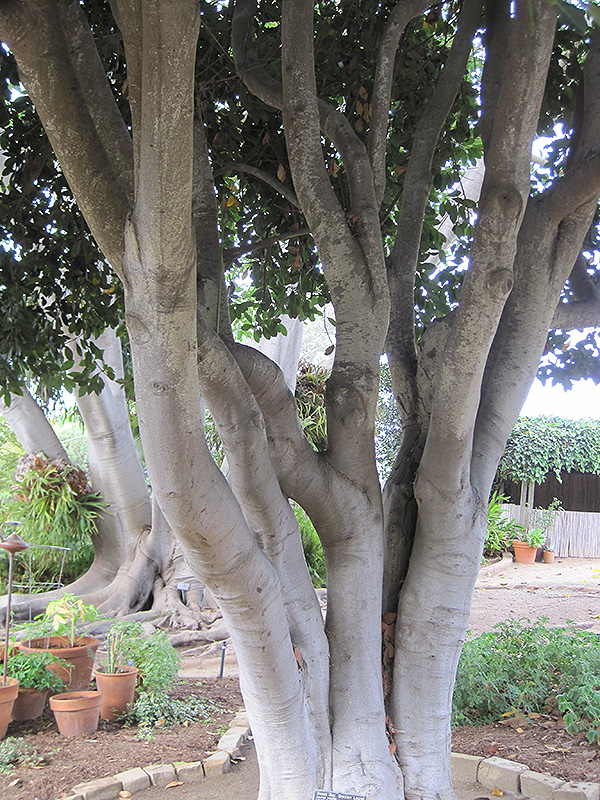 Bay Laurel bark