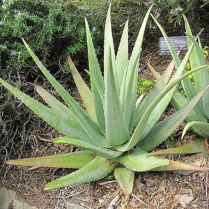 Aloe Vera
