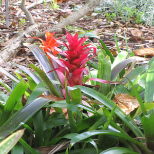 Guzmania Bromeliad flowers