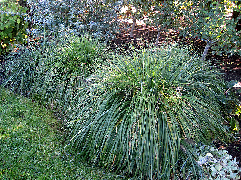 Moudry Fountain Grass
