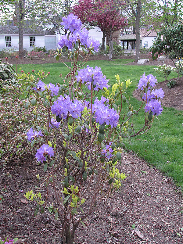Blue Baron Rhododendron in bloom