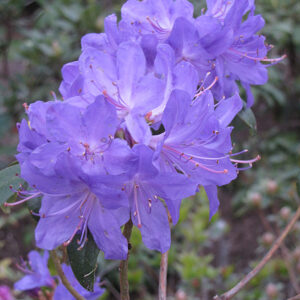 Blue Baron Rhododendron flowers