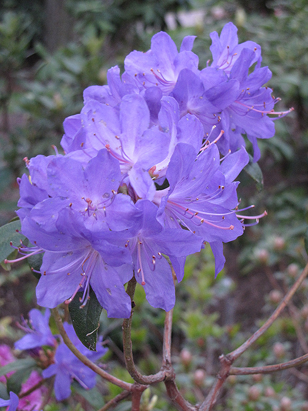 Blue Baron Rhododendron flowers