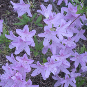 Korean Azalea flowers