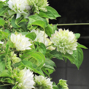 Duchess of Edinburgh Clematis flowers