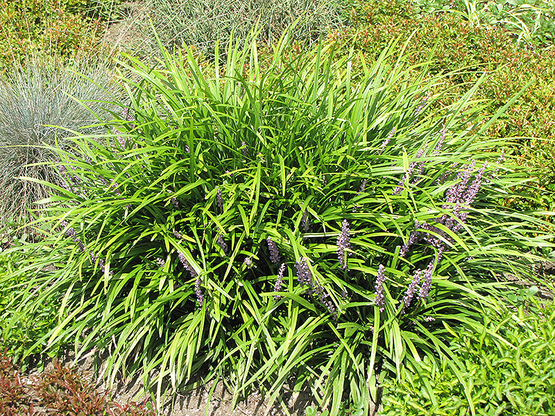 Lily Turf in bloom