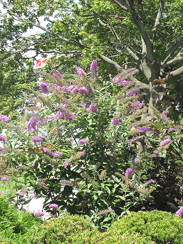 Pink Delight Butterfly Bush in bloom