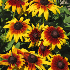 Rustic Dwarf Coneflower in bloom