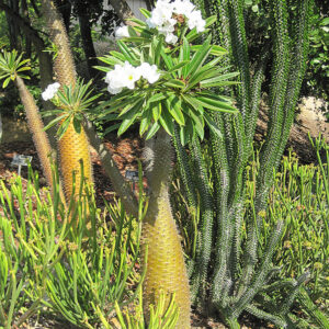 Madagascar Palm in bloom