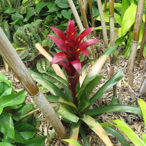 Indian Night Guzmania Bromeliad
