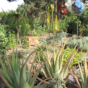 Aloe Vera Barbadensis in bloom