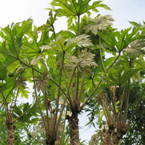 Snowflake Aralia foliage