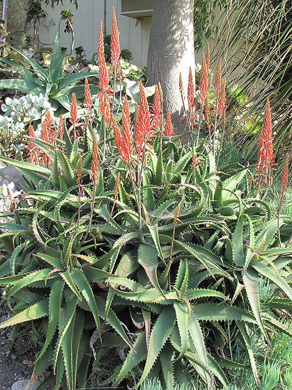Aloe Vera in bloom