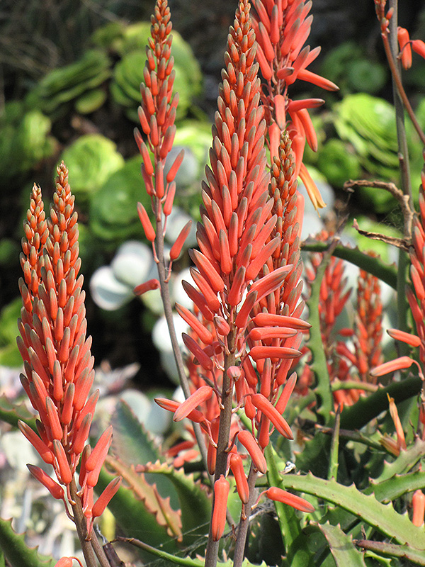 Aloe Vera flowers