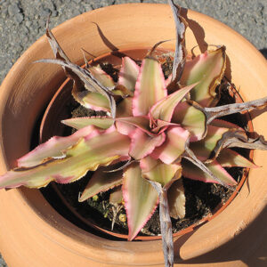 Marian Oppenheimer Bromeliad