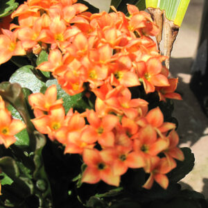 Kalanchoe flowers