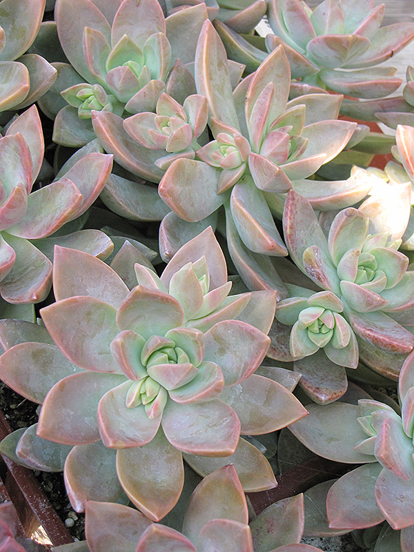 California Sunset Graptosedum