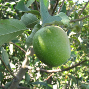 Granny Smith Apple fruit
