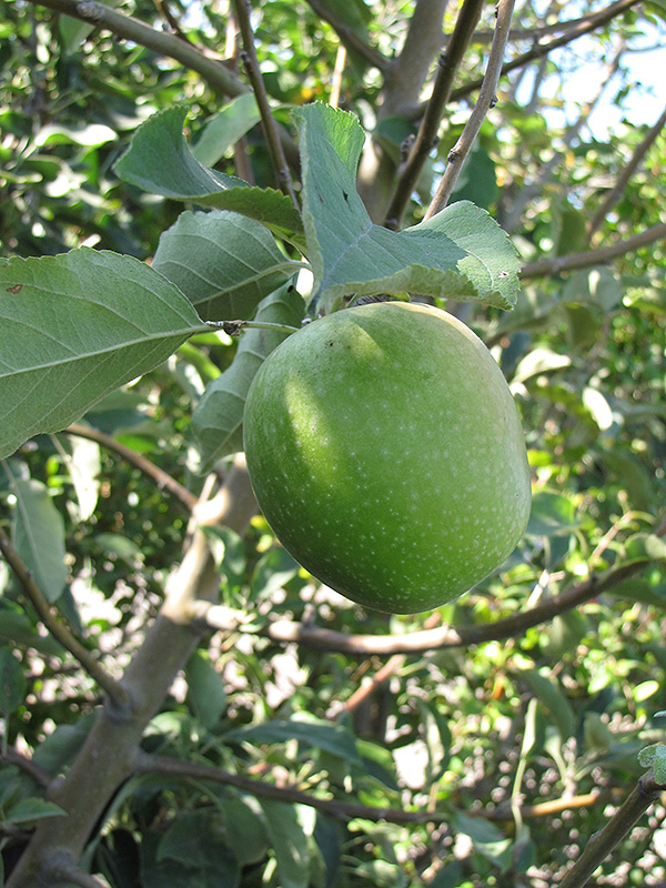 Granny Smith Apple fruit