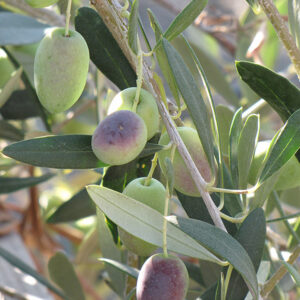 Common Olive fruit