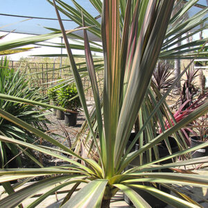 Kiwi Cabbage Palm