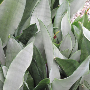 Moonshine Silver Snake Plant