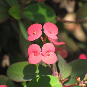 Crown Of Thorns flowers