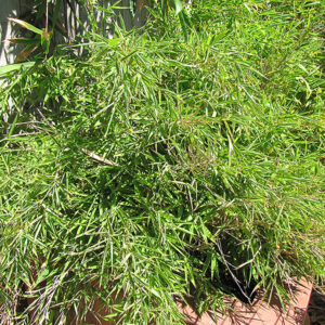 Dragon's Head Clump Bamboo