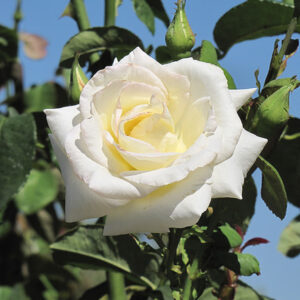 Honor Rose flowers