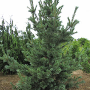 Cesarini Blue Limber Pine